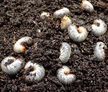 White Grubs in Soil